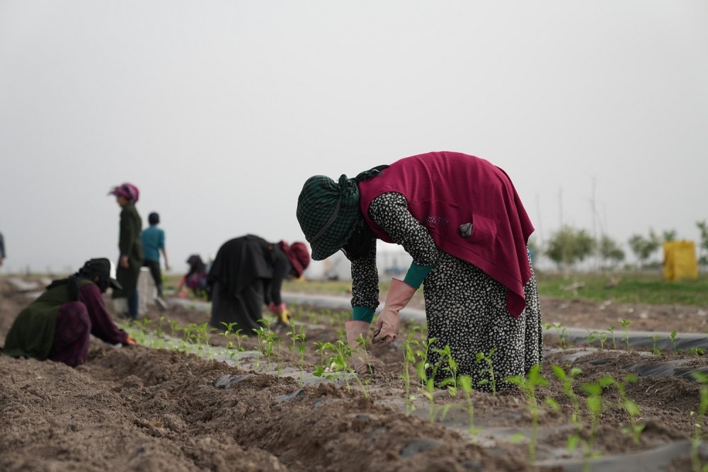 Konya'da yerli tohumlar toprakla buluştu