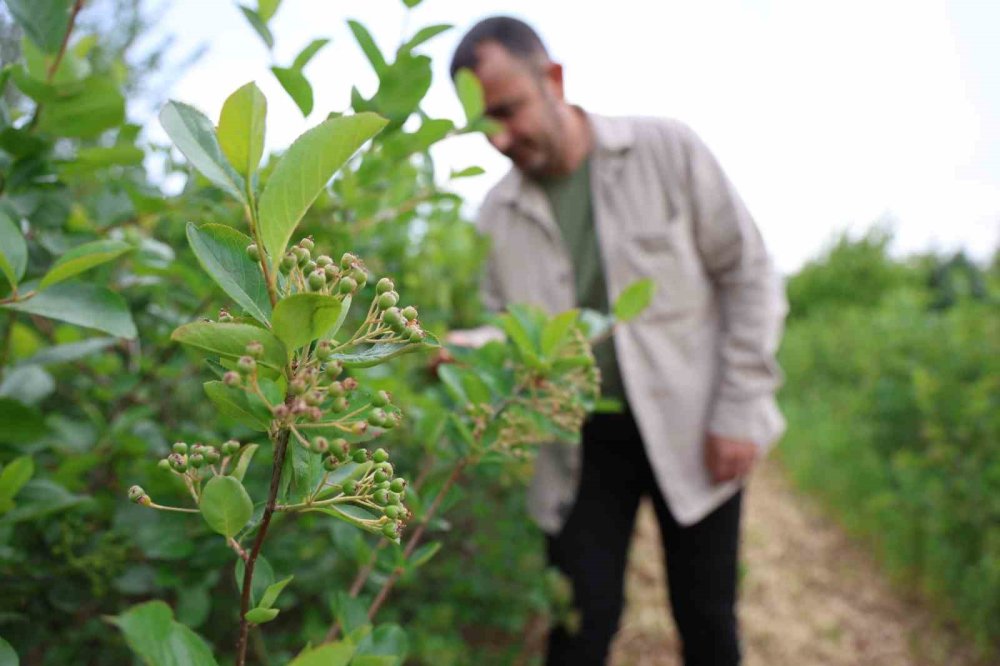 Konya'da o zamana kadar bilmedikleri bitki hem şifa hem gelir kapısı oldu