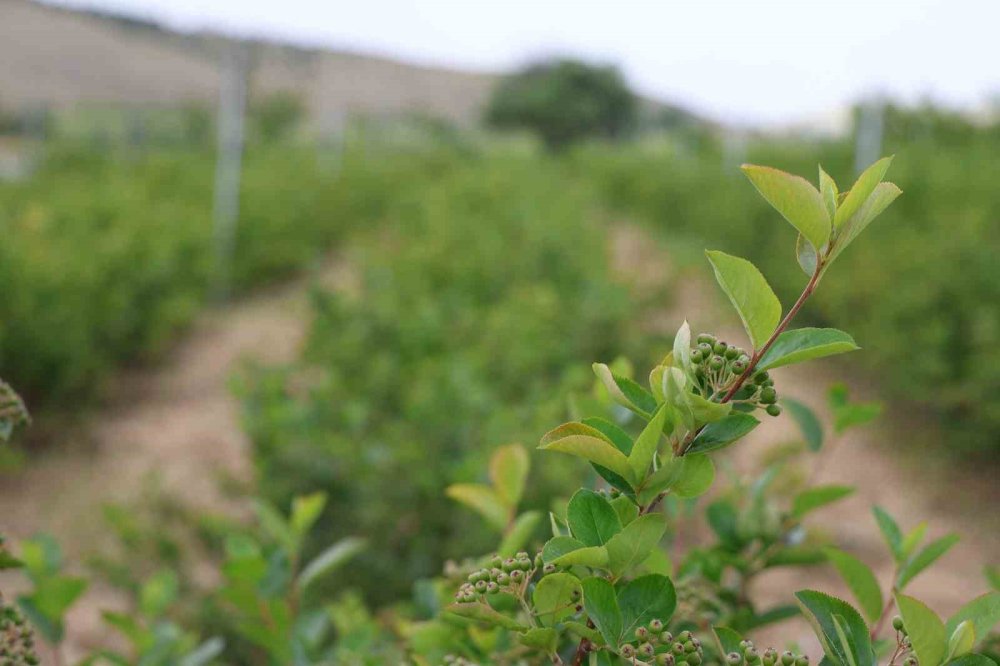 Konya'da o zamana kadar bilmedikleri bitki hem şifa hem gelir kapısı oldu