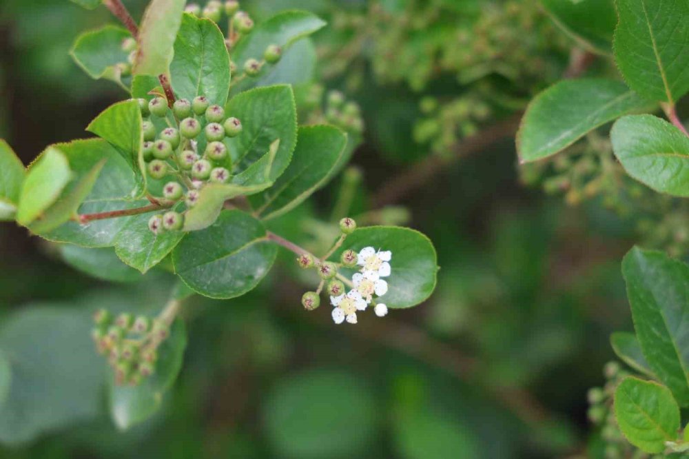 Konya'da o zamana kadar bilmedikleri bitki hem şifa hem gelir kapısı oldu