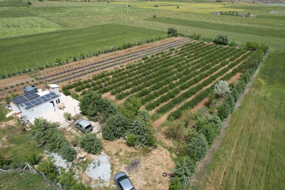 Konya'da o zamana kadar bilmedikleri bitki hem şifa hem gelir kapısı oldu