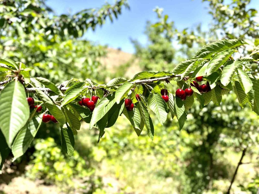 Kiraz üreticisi günlük 2 bin TL’ye işçi bulamıyor