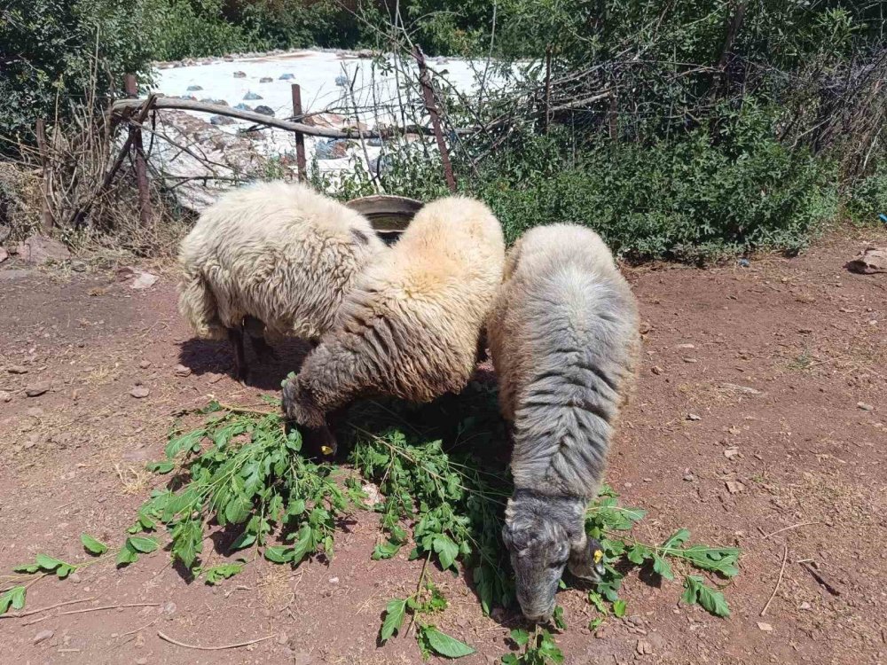 Arefe gecesi firar eden 3 koç, bakın nerede bulundu