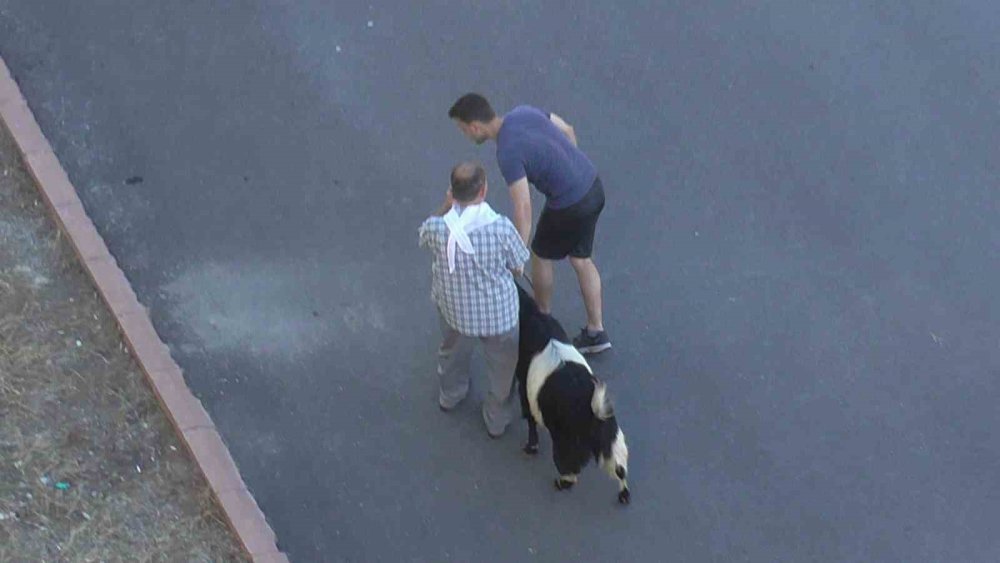 Konya’da firari kurbanlık kovalamaca yaşattı