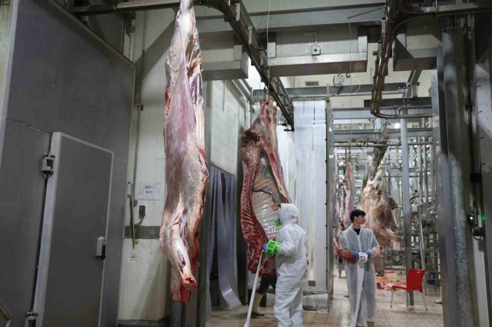 Konya'da kurbanlıkların kesimine başlandı! İhtiyaç sahiplerine ulaşacak