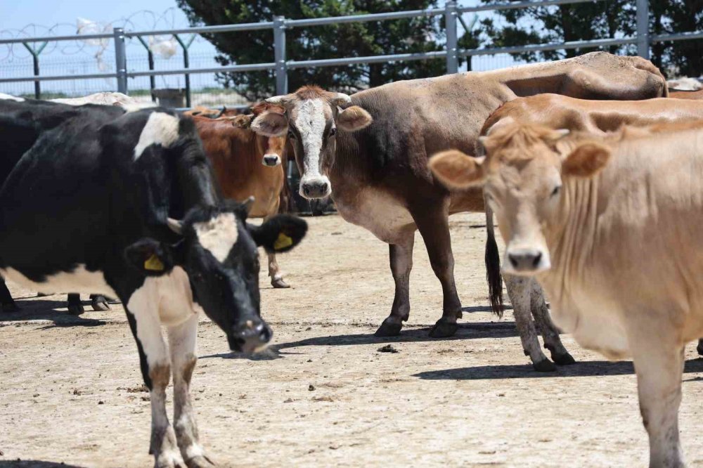 Konya'da kurbanlıkların kesimine başlandı! İhtiyaç sahiplerine ulaşacak