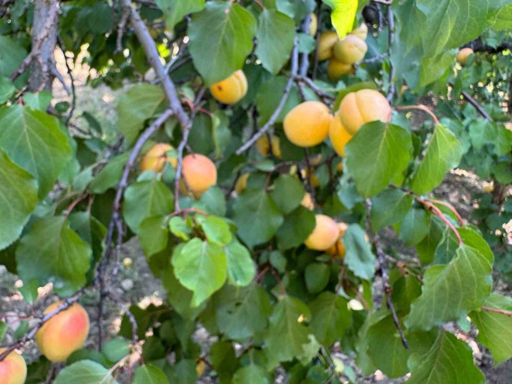 'Sarı altın’ hasadı başladı