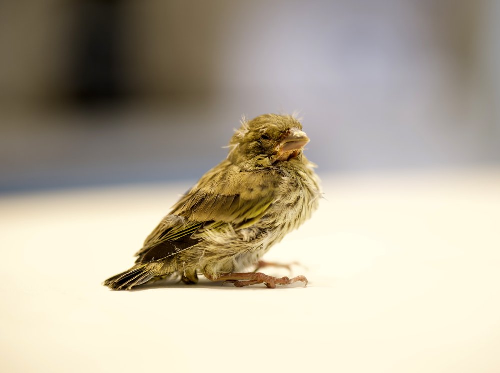 Yapay zekayla kuş tedavisi!