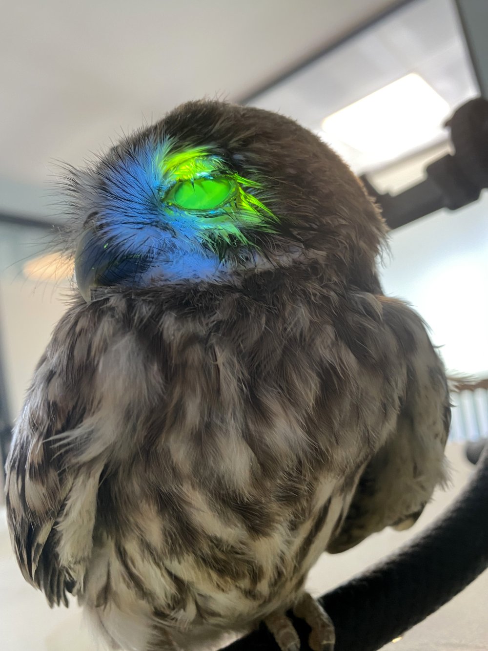 Yapay zekayla kuş tedavisi!