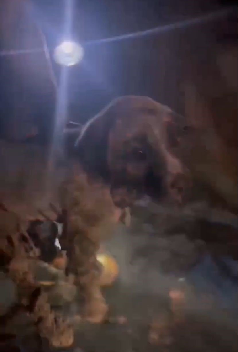 Konya'da 2 yavru köpek ziftte bulandı