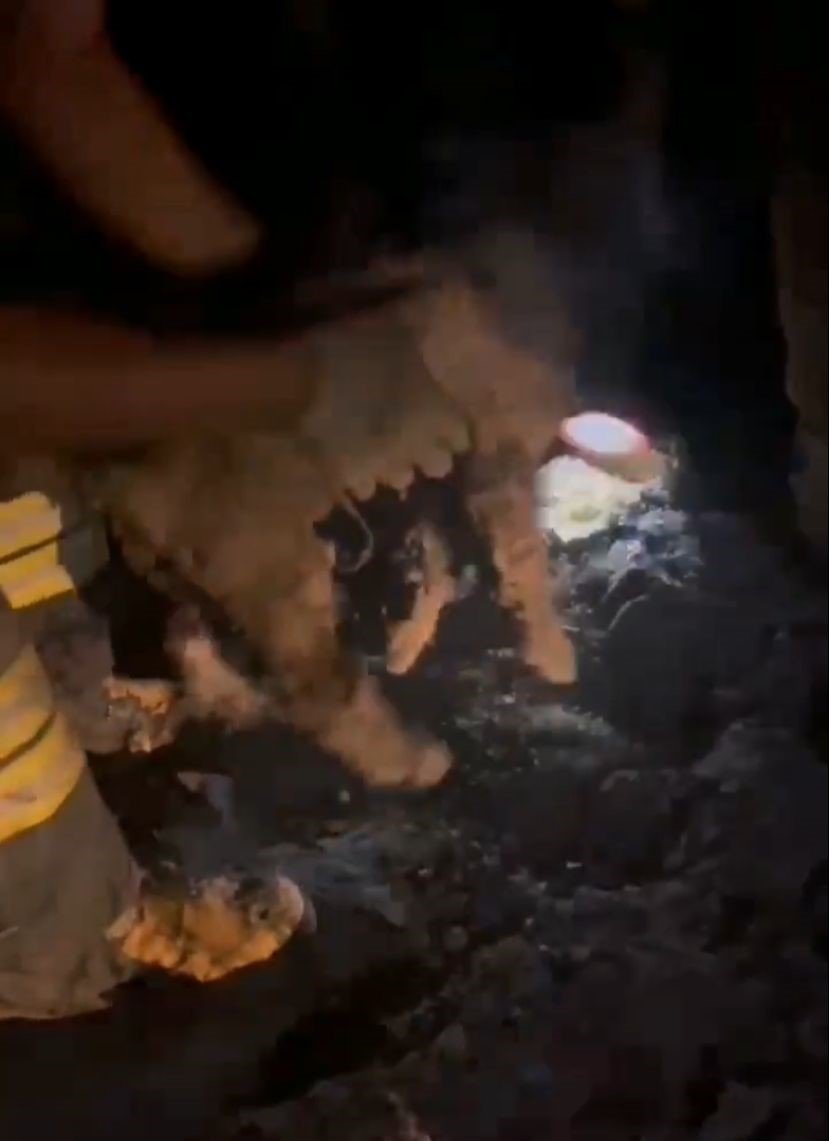 Konya'da 2 yavru köpek ziftte bulandı