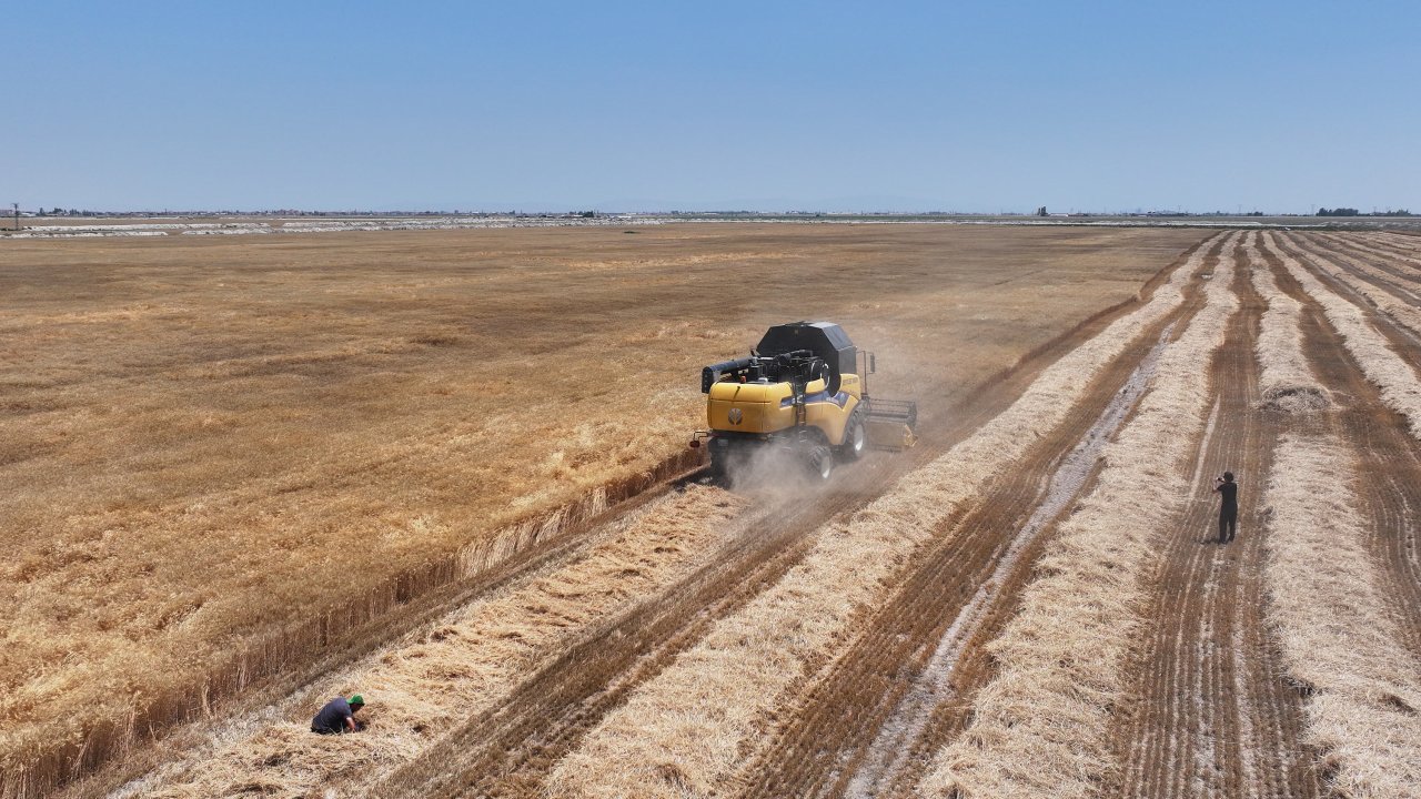 konyada-susuz-tarimla-uretilen-yerli-bugdayin-hasadi-yapildi-001.jpg