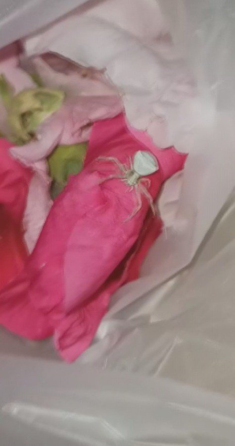 ’İnsan yüzlü örümceği’ kavanozda besliyor