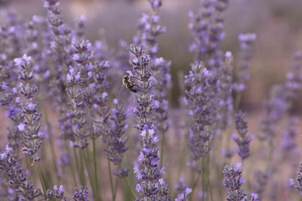 Konya'da Karatay Lavanta Günleri büyük ilgi gördü