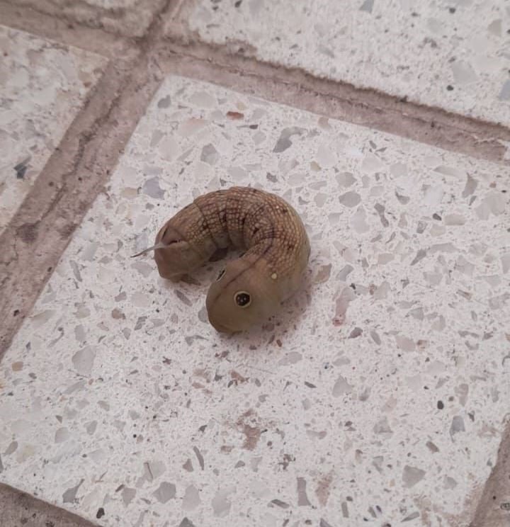 Konya'da balkonda bulduğunu oyuncak zannetti! Bakın ne çıktı