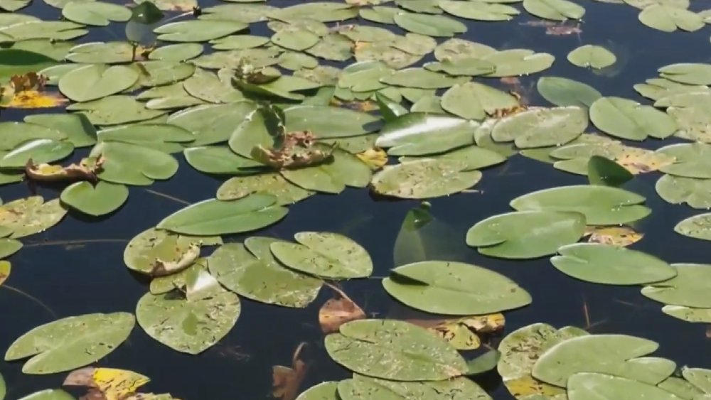 Konya'da görsel şölen