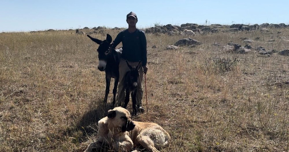 ’Kral’ bu kez sürünün eşeğine sahip çıktı