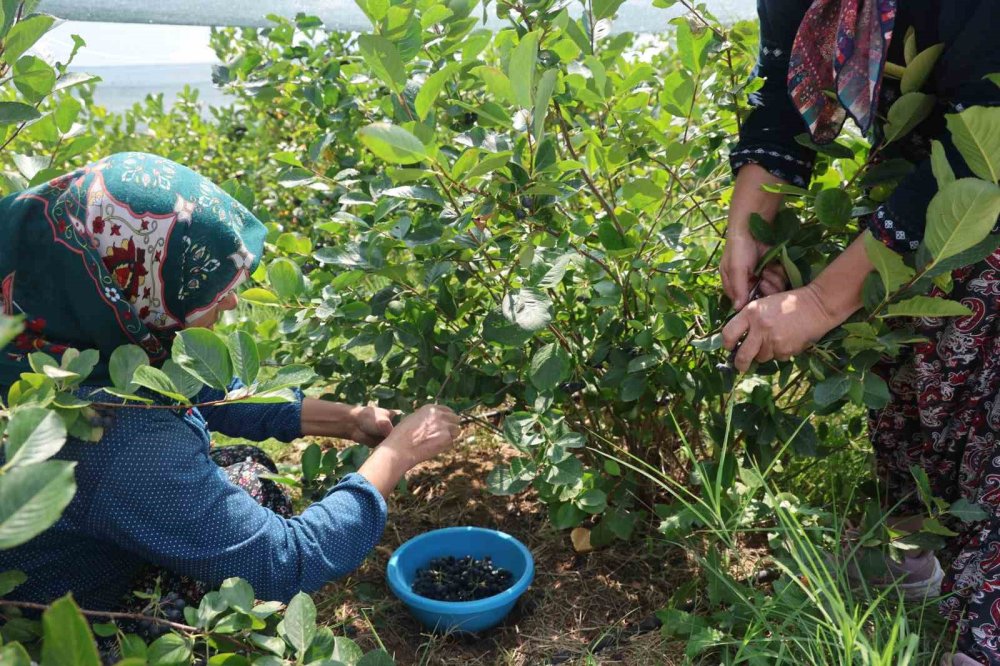 Konya'nın "süper meyve" hasadı başladı