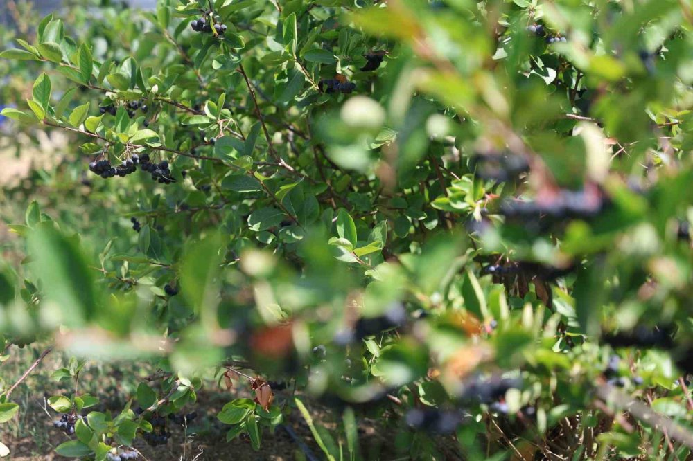 Konya'nın "süper meyve" hasadı başladı