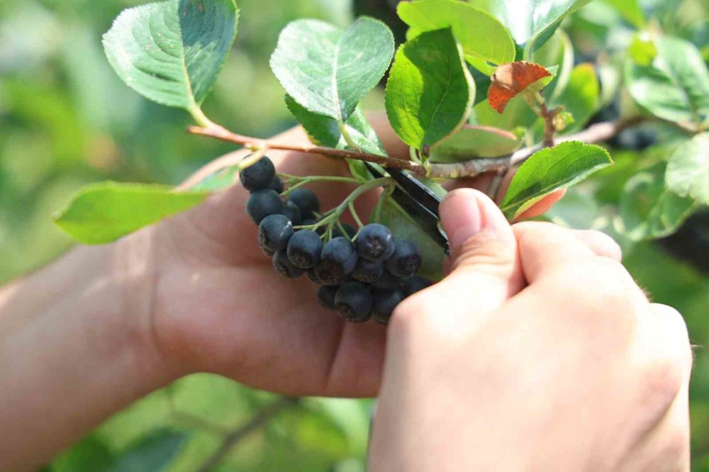 Konya'nın "süper meyve" hasadı başladı