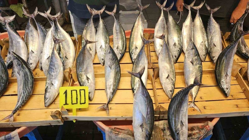 Palamut irileşti, fiyatı yüz güldürdü