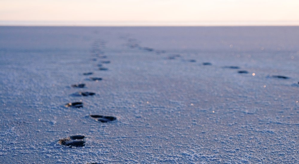 Konya Ovası için hayati proje... Genler, kuraklıkta yetişebilecek bitkilere aktarılacak