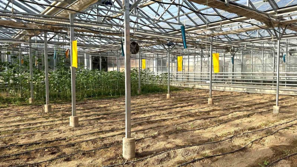 Konya'da geliştirildi... Türk tarımında çığır açacak