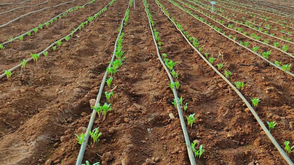 Konya'da geliştirildi... Türk tarımında çığır açacak
