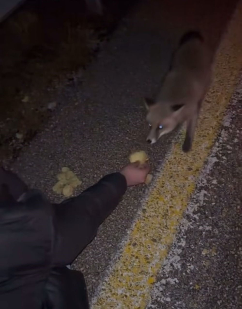 Tilkiyi cipsle besledi, o anları kayda aldı