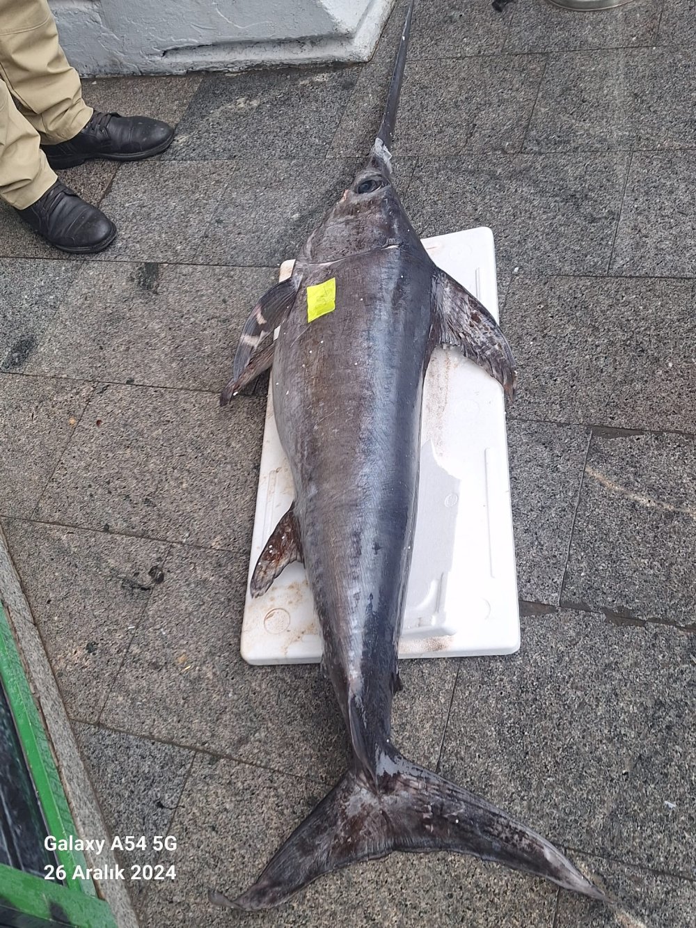 Otobüsle gönderilen koliden beslenmesi yasak maymun çıktı