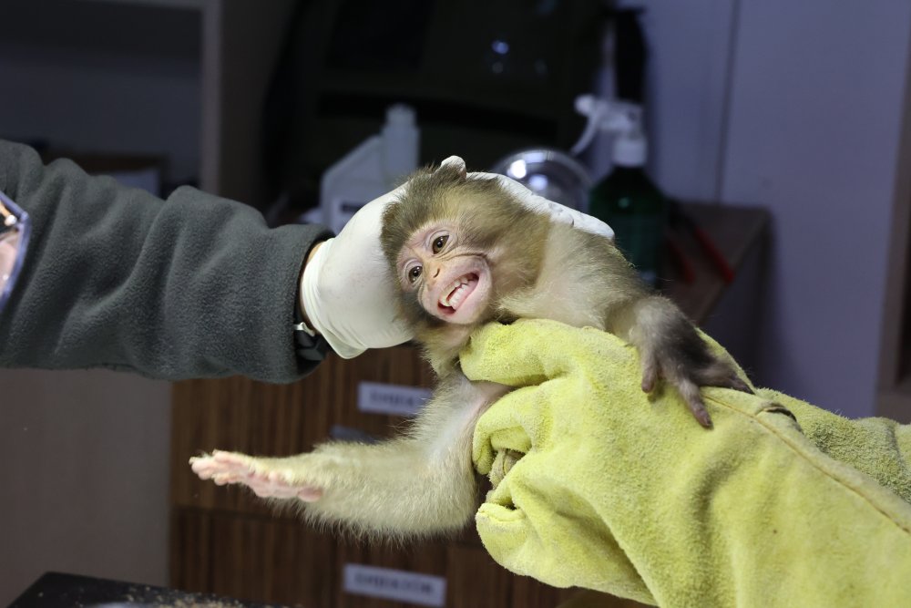 Otobüsle gönderilen koliden beslenmesi yasak maymun çıktı