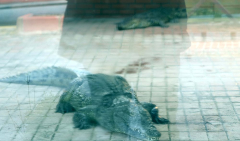 Türkiye'de 2 timsah yakalandı!