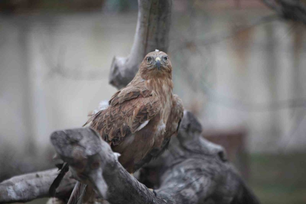 Konya'da yaralar burada sarılıyor