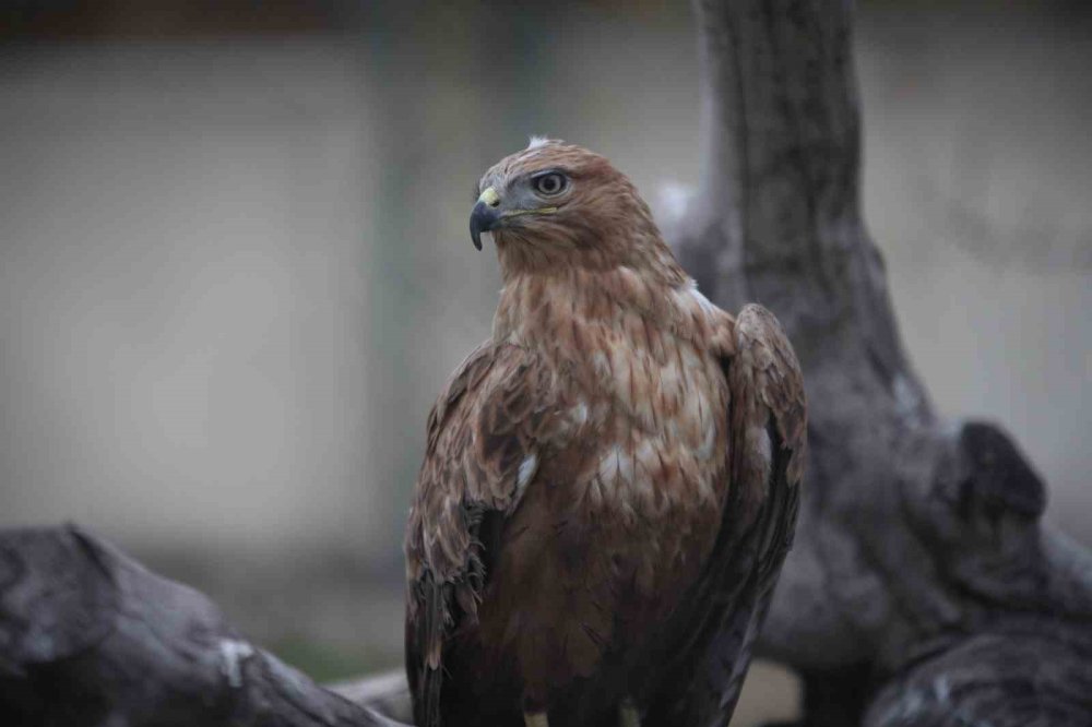 Konya'da yaralar burada sarılıyor