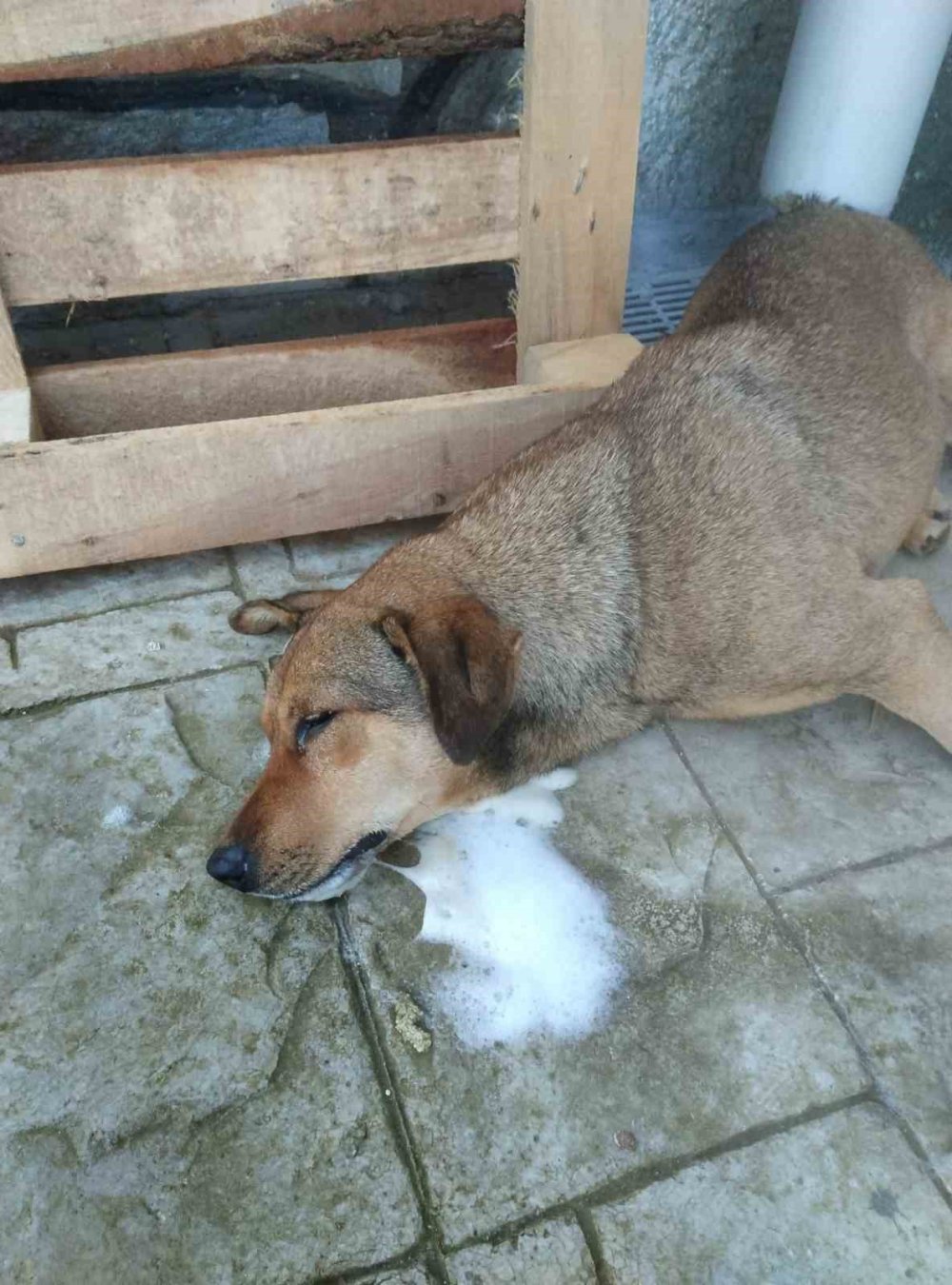 Manisa’da köpek katliamı