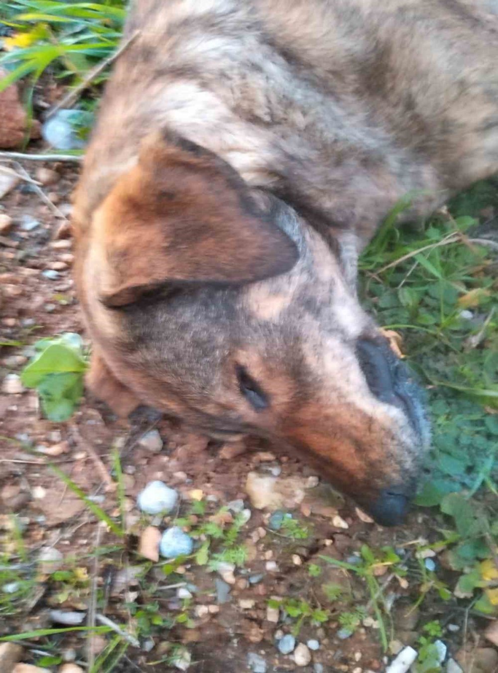 Manisa’da köpek katliamı