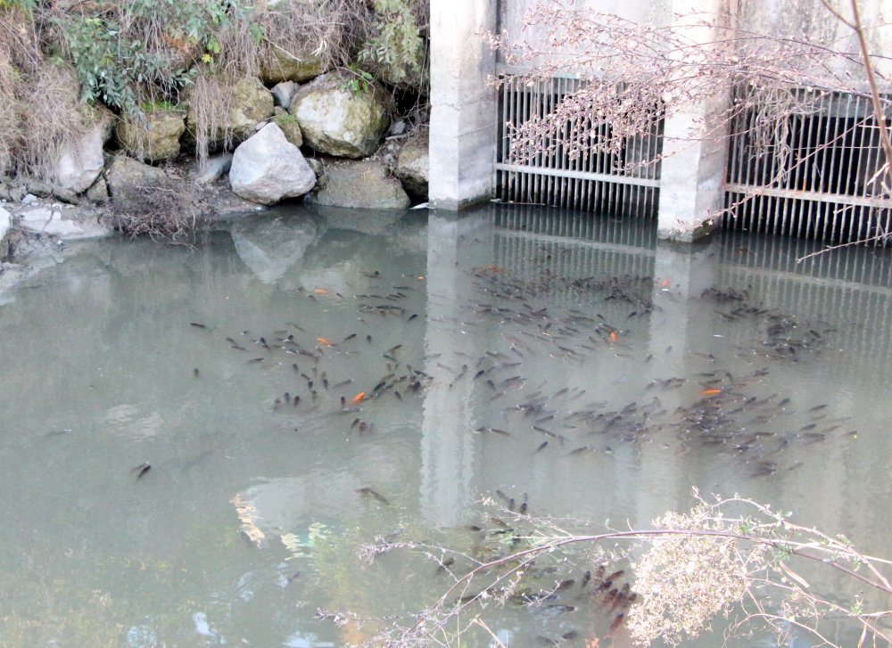 Nehir siyaha dönüp köpürüyor!