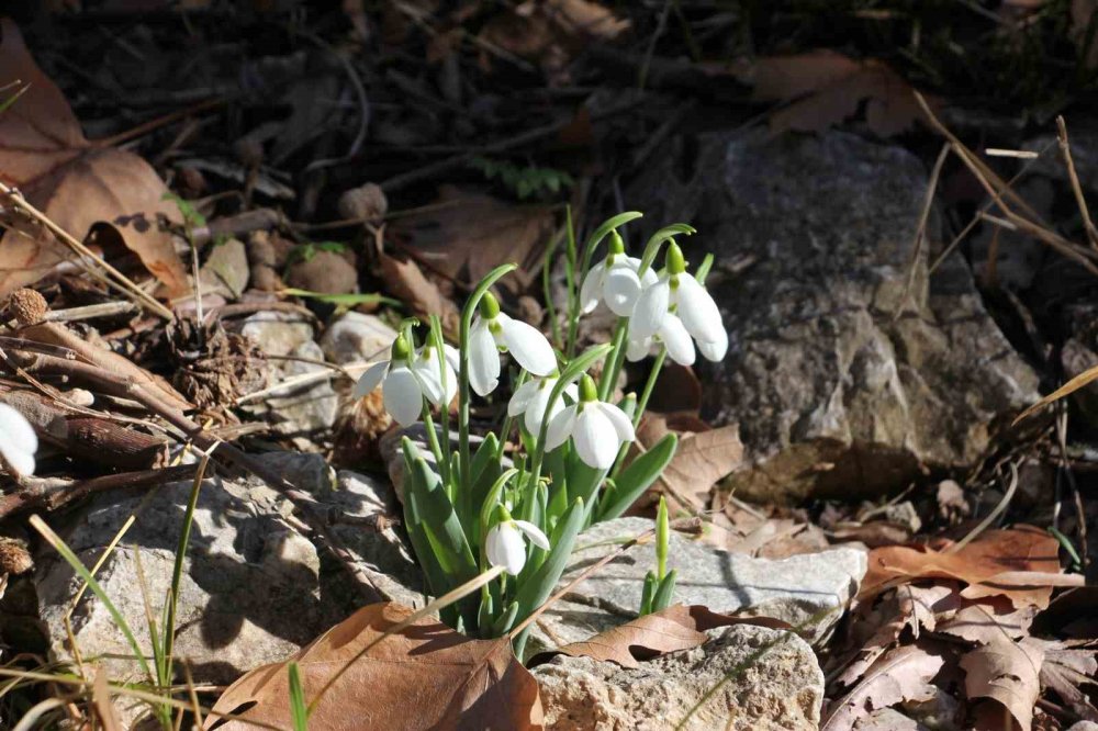 Konya'da kış ortasında dere kurudu