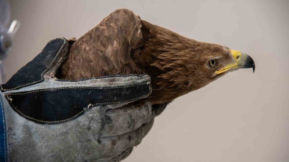 Orta Asya'da kurt avında kullanılan kaya kartalı Konya'da tedavi ediliyor