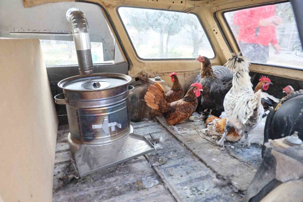 Konya'da benzeri olmayan "gezen tavuklar"