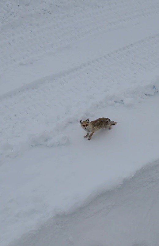 Ekmek yemeyen tilkiyi baklavayla beslediler