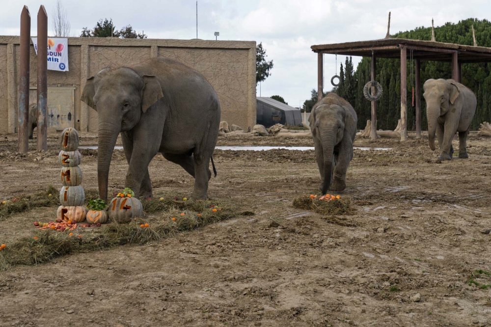 Türkiye'de doğan ilk fil 14 yaşında