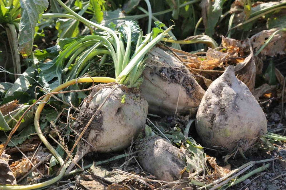 Konya Şeker'den sevindiren açıklama! Paralar hesaplara yatırılıy