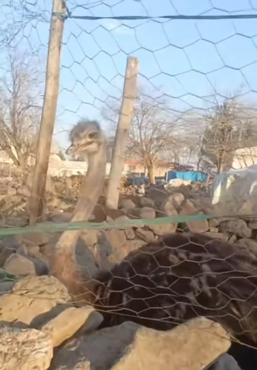 Bahçeden kaçan deve kuşu, 3 gün sonra bulundu