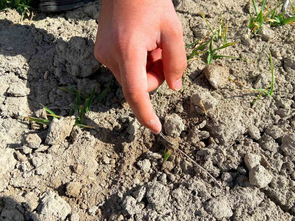 Konya'da kar yağışı çiftçiyi umutlandırdı