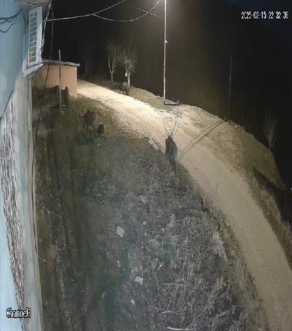 Domuz sürüsü köye indi!