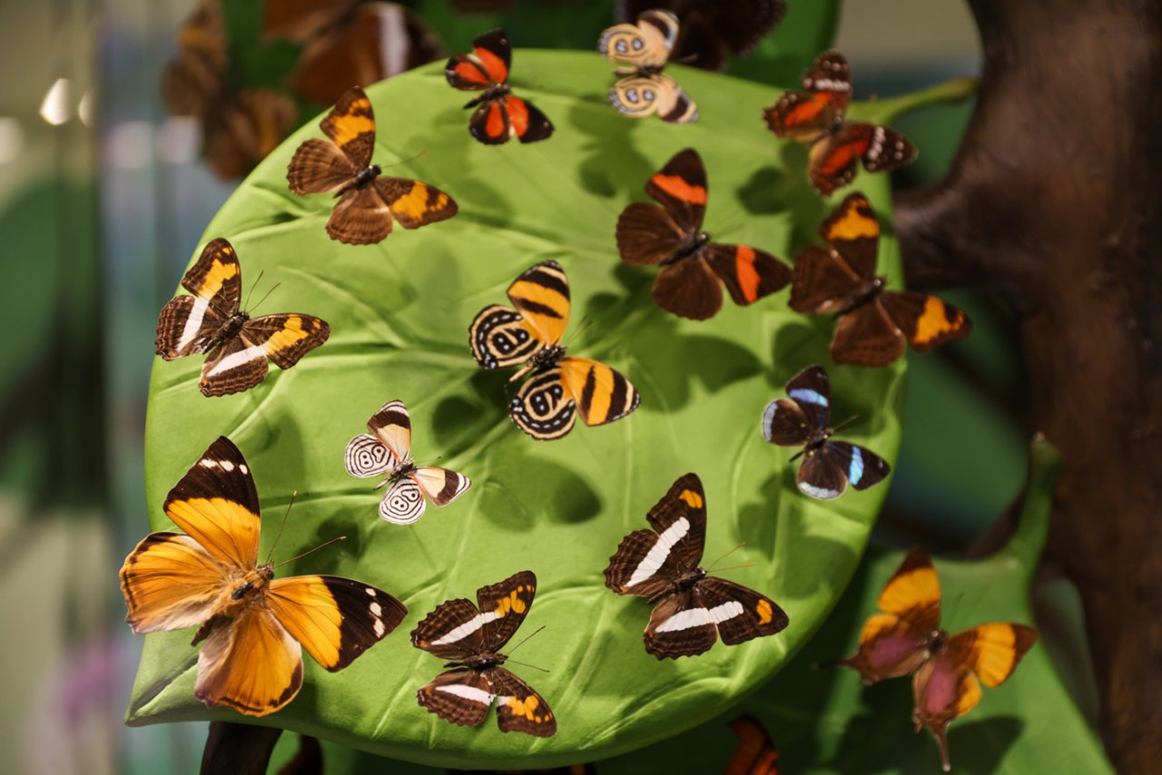 konya-tropikal-kelebek-bahcesi-15.jpg