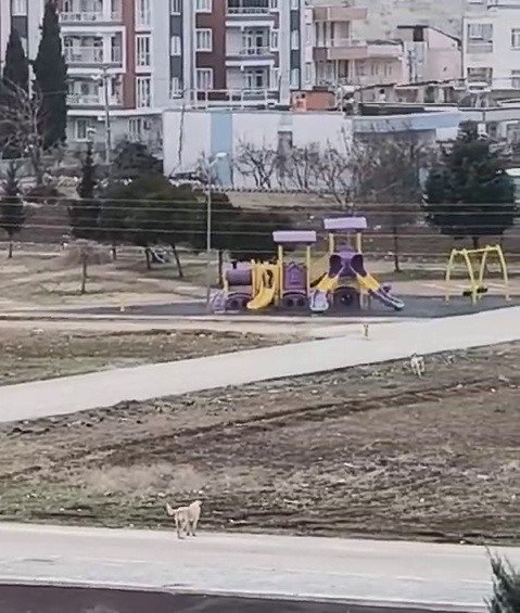Sokak köpekleri küçük çocuğa böyle saldırdı
