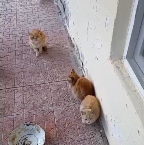 Konya'da eski muhtarı şaşkına çeviren görüntü