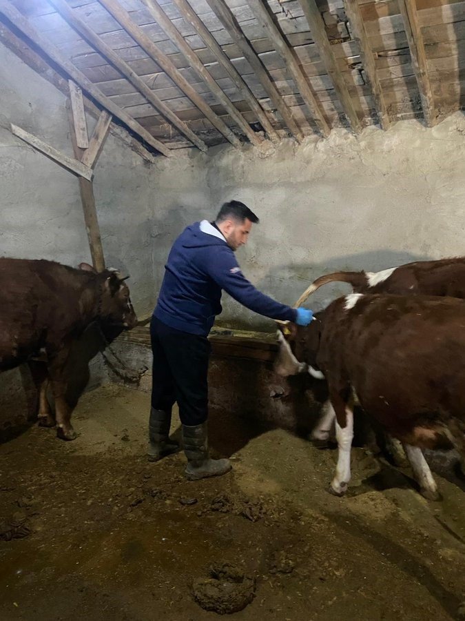 Kulu’da büyükbaş hayvanlara şap aşısı